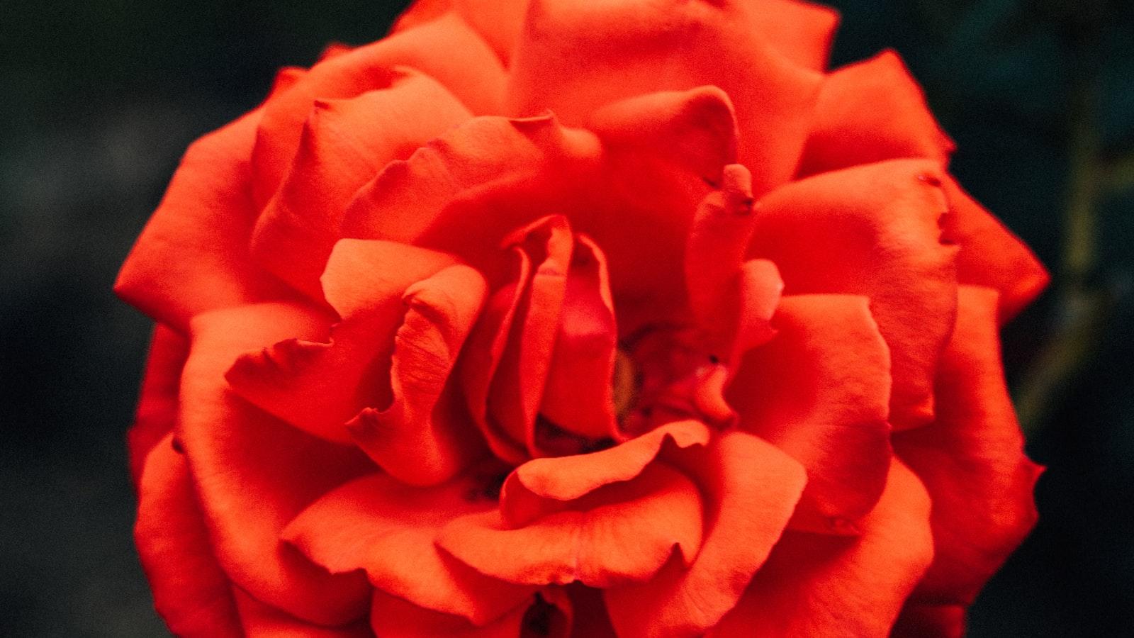 Blumen als Botschafter der Liebe: Eine Beerdingung mit Stil