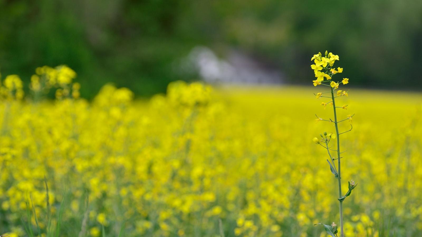 Die Wahl der ‍richtigen Blumen für die ⁣Trauerfeier