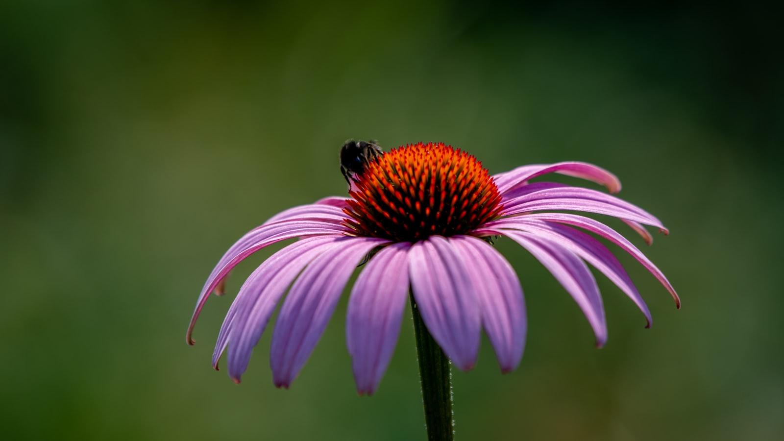 Blumendekoration für den⁣ Sarg und die Grabstätte