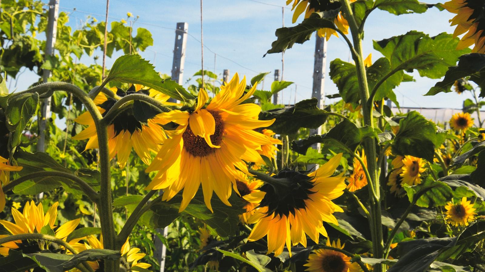 Blumen und ihre symbolische Bedeutung bei Beerdigungen