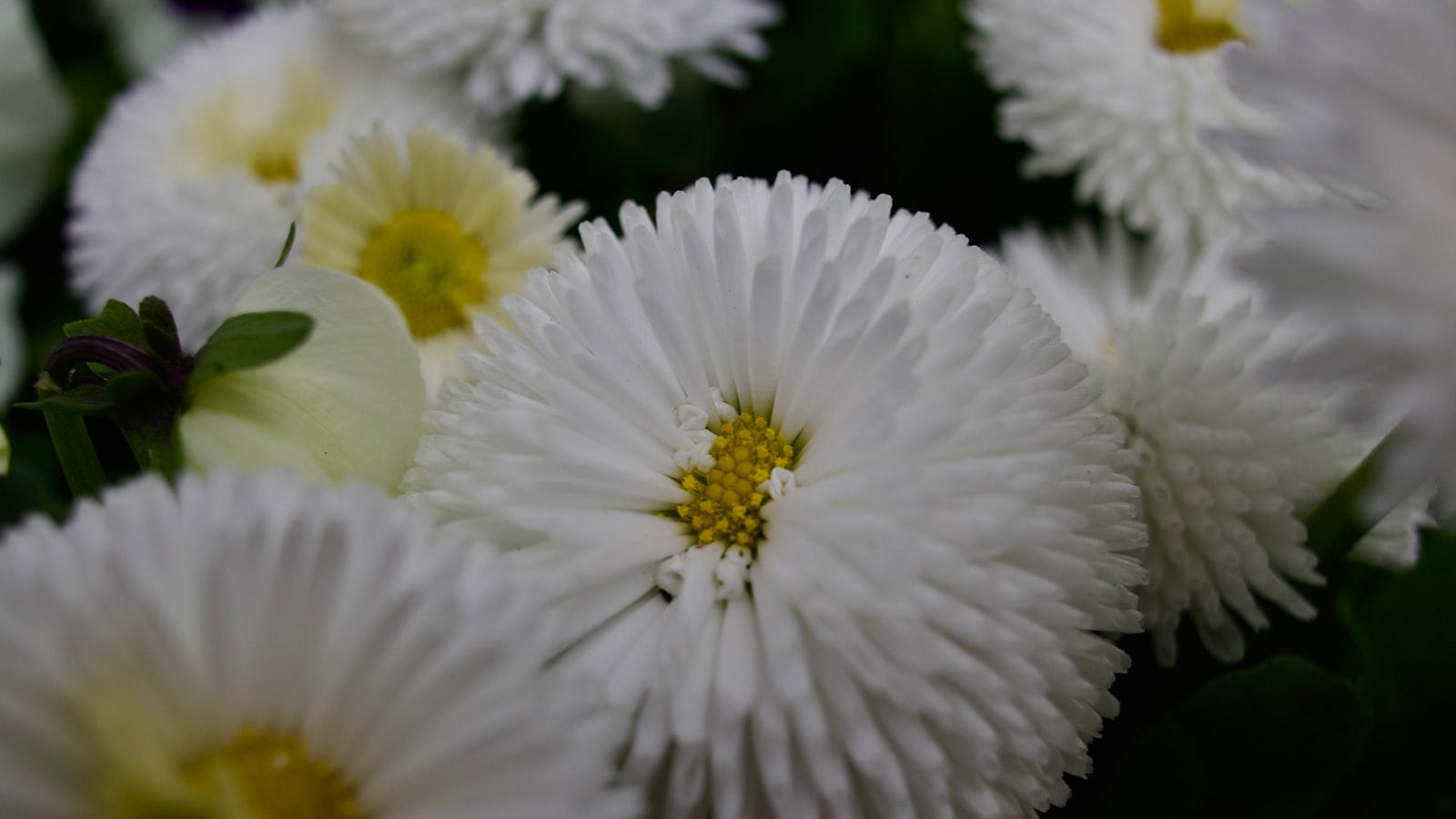 Blumenarrangements⁤ als Ausdruck von Liebe⁢ und Respekt